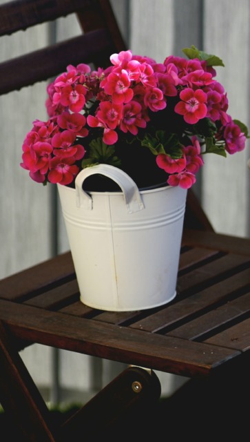 Rastline za sončen balkon, Pelargonija