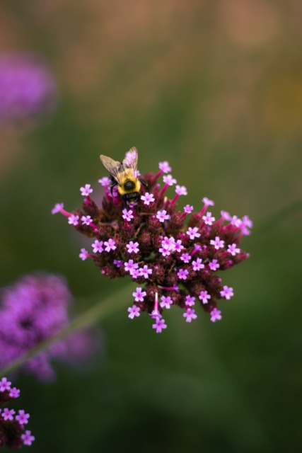 Rastline za sončen balkon, verbena