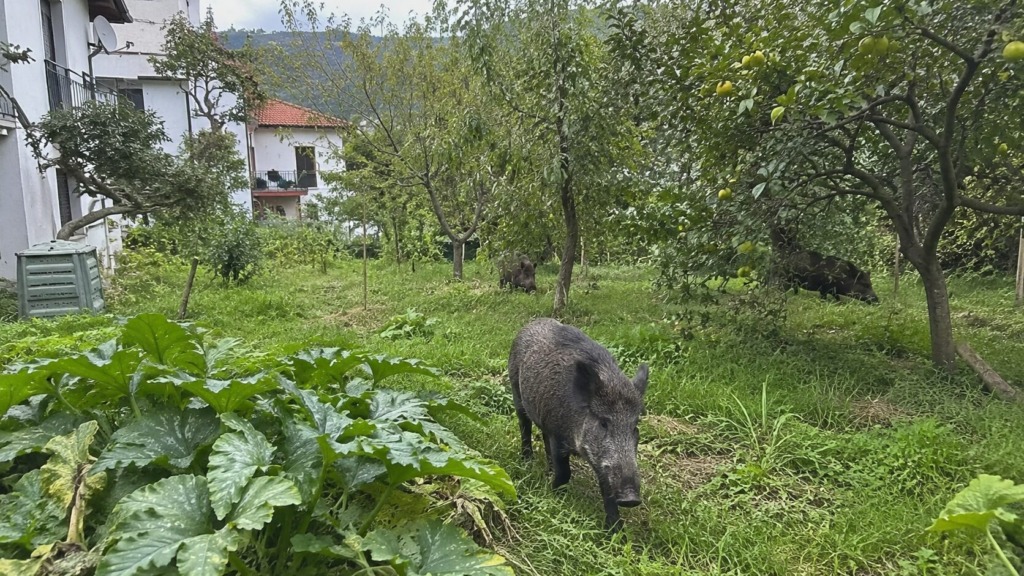 Prebivalci nad Žusterno prestrašeni: divje svinje se sprehajajo med hišami