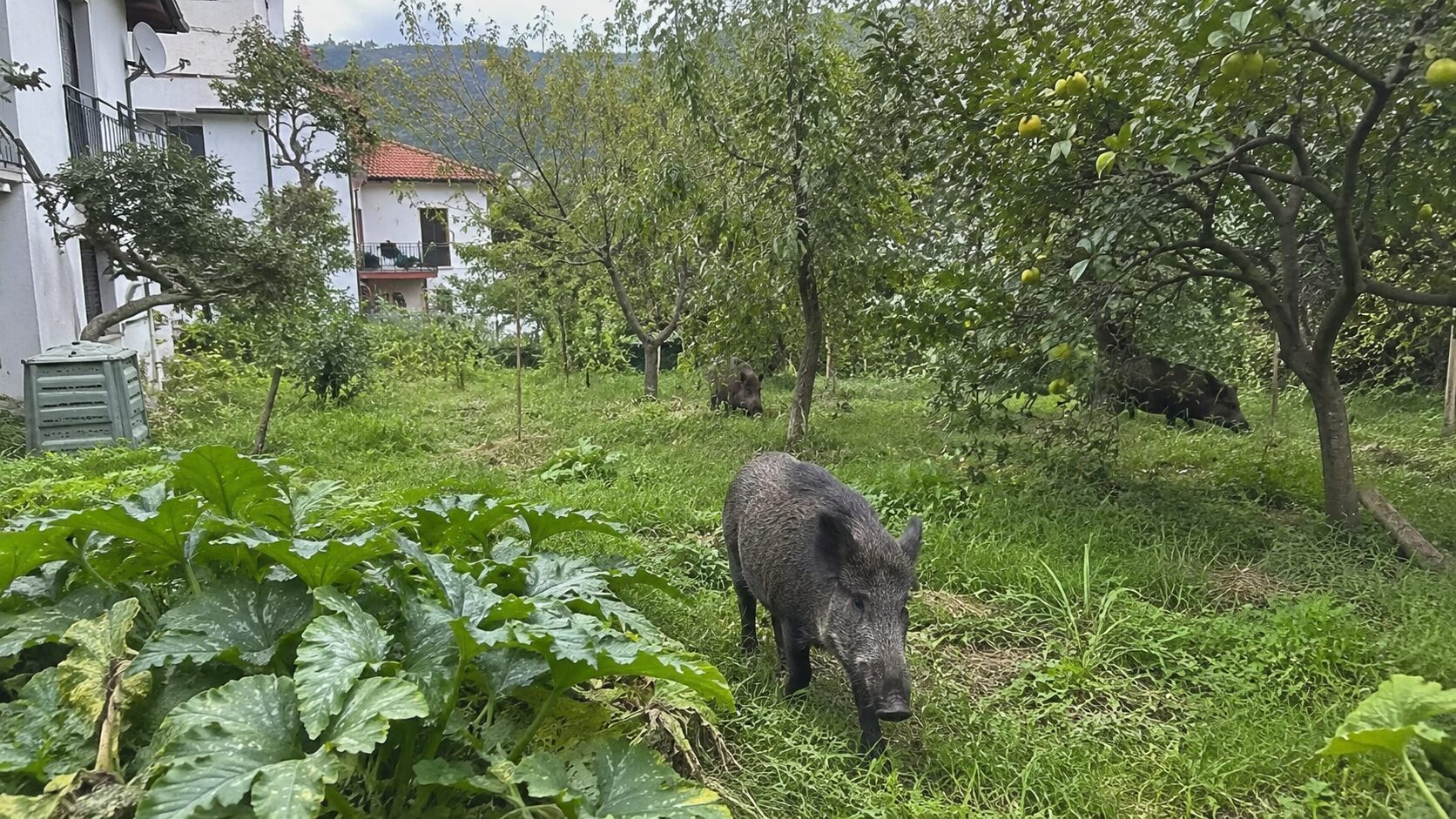 Prebivalci nad Žusterno prestrašeni: divje svinje se sprehajajo med hišami