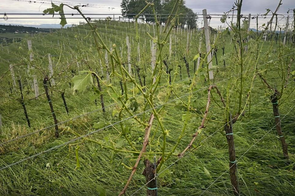 Posledice toče na vinogradih.