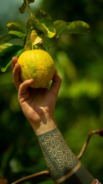 Yuzu – zakaj je ta dišeči citrus nenadoma povsod?