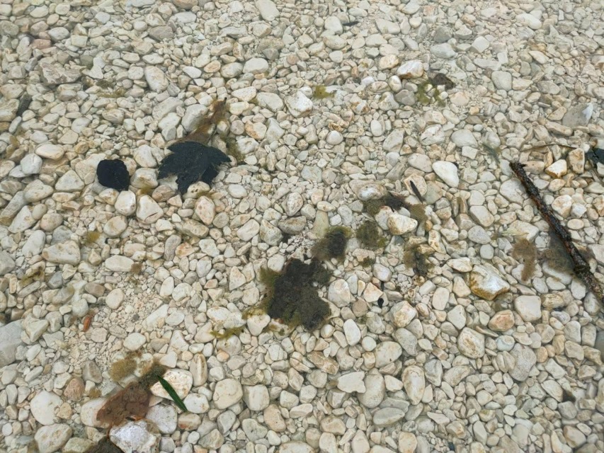 Nevarni toksini v Bohinjskem jezeru.