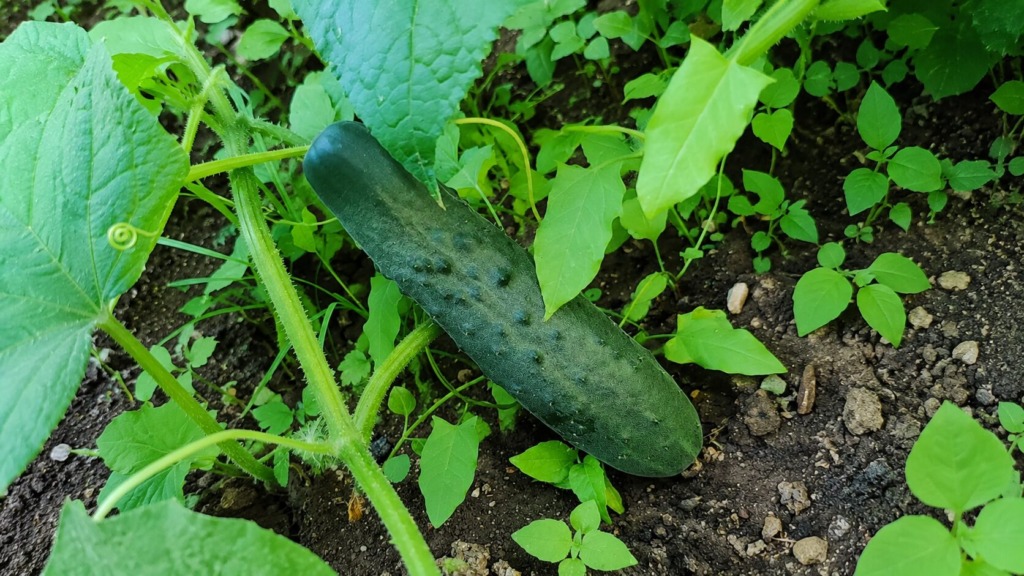 Na kumarah so se že pojavili prvi znaki kumarne plesni: tako ukrepajte takoj