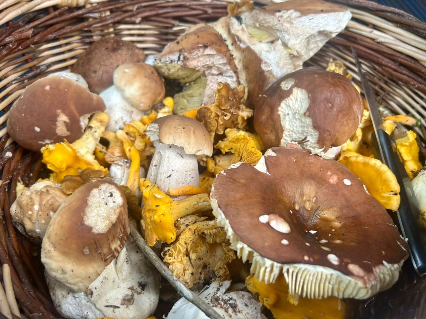 Gobarji, pozor! Po dežju so se pojavili prvi jurčki, poglejte, kje so jih našli