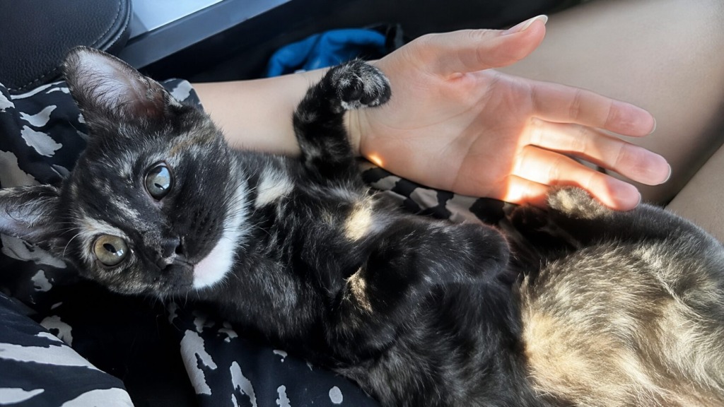 Primer, ki pretresa Ptuj - dežurna veterinarka naj bi poškodovani muci zavrnila pomoč: »Za to ne bom vstajala iz postelje«