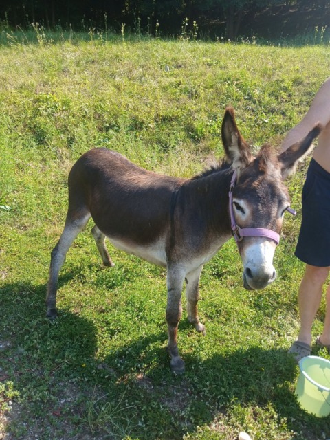 Na Štajerskem našli osla, iščejo njegovega lastnika