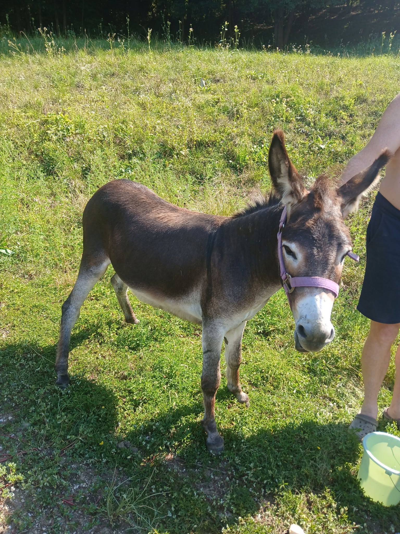 Na Štajerskem našli osla, iščejo njegovega lastnika