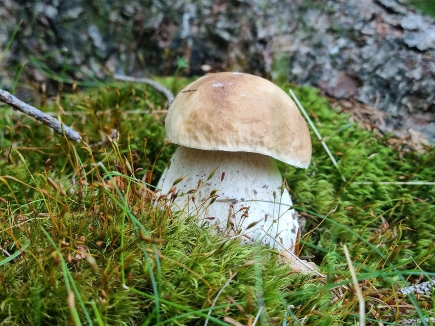 Gobarji, pozor! Po dežju so se pojavili prvi jurčki, poglejte, kje so jih našli