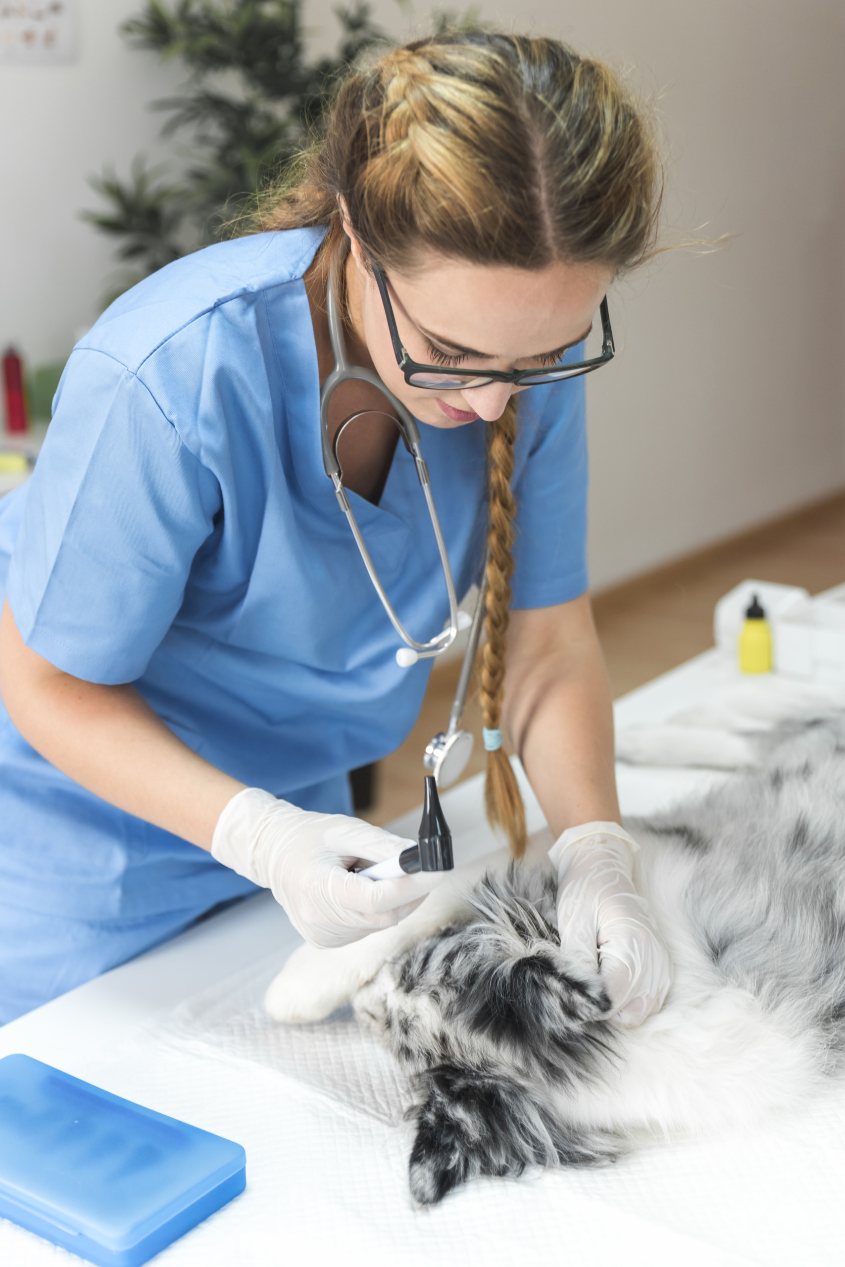 Ta posnetek z Veterinarske bolnice Ptuj razburil javnost! Veterinarka mora na prisilni dopust (VIDEO)