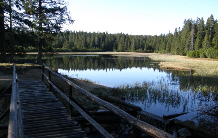 Medved na priljubljeni pohodniški poti, obiskovalce pozivajo k previdnosti