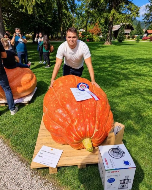 Poglejte to velikanko! Domen Zorko je 353-kilogramsko bučo peljal vse do Mozirskega Gaja
