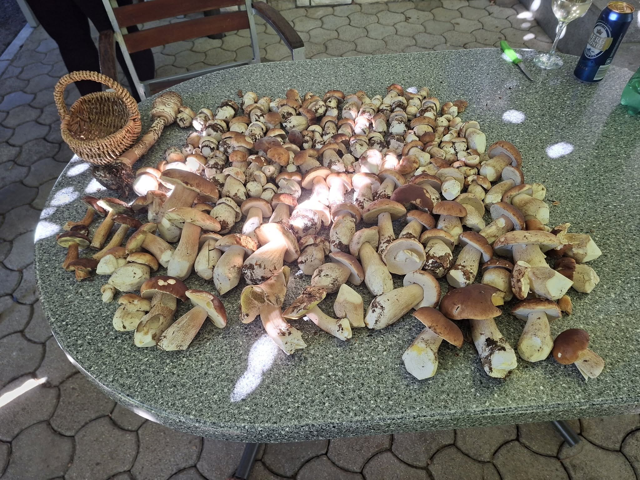 Mislite, da ste letos našli veliko gob? Počakajte, da vidite to fotografijo
