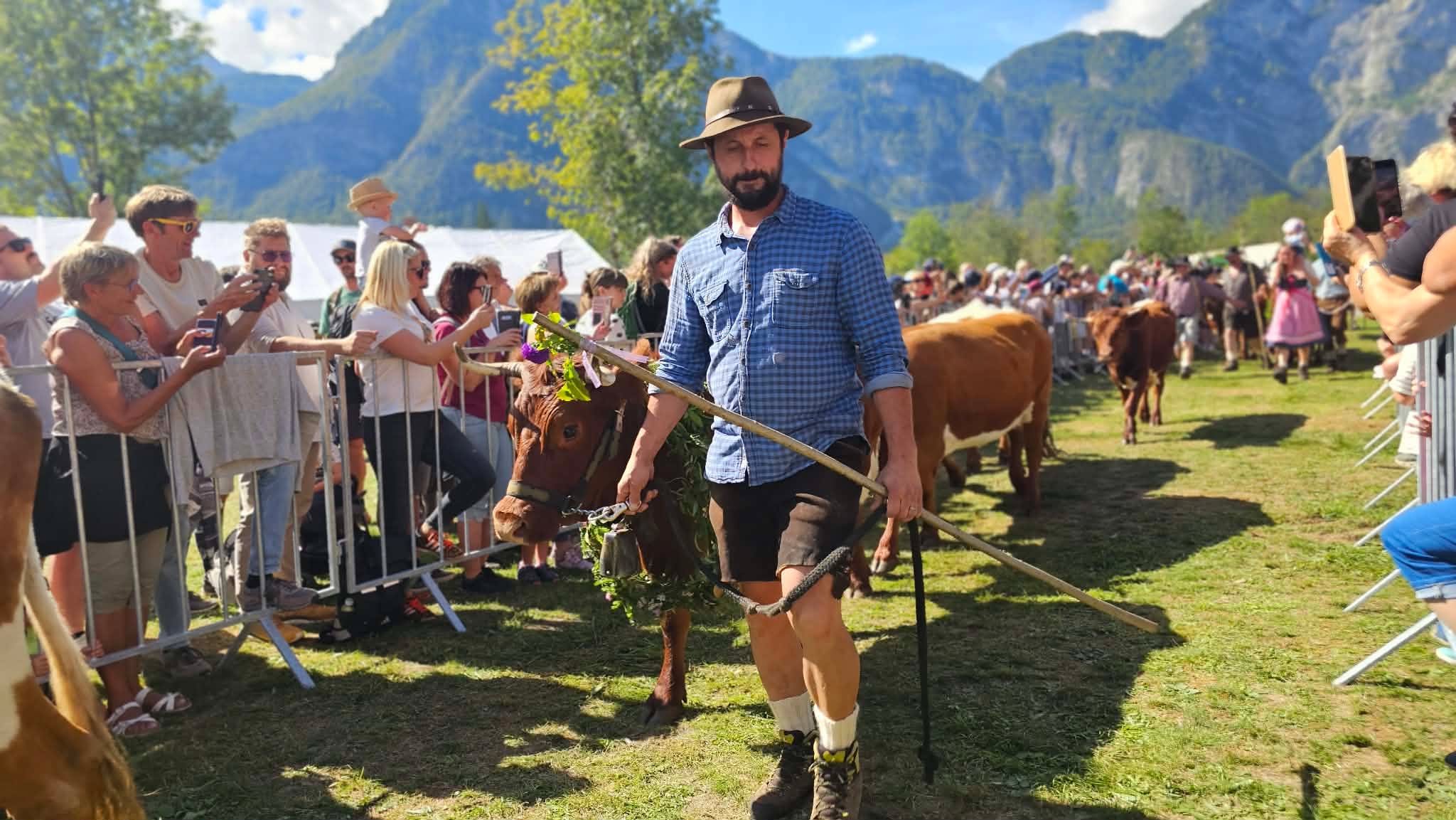 Okrašene krave in planšarji v Bohinju