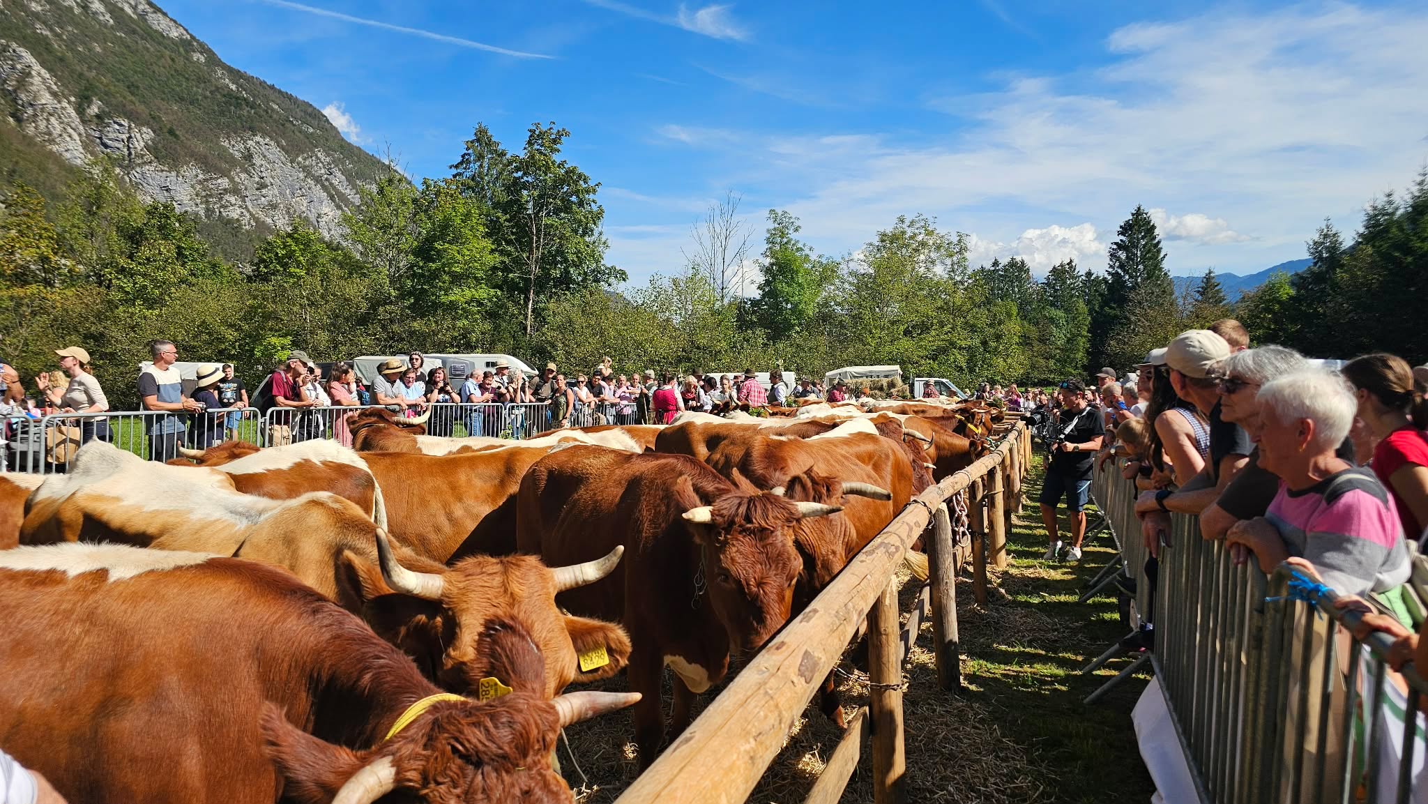Krave se vračajo v dolino, čas je za Kravji bal (FOTO)