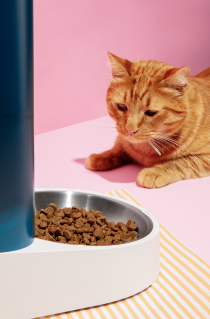 Kaj storiti če vaša mačka ne je? Kdaj je čas za veterinarja