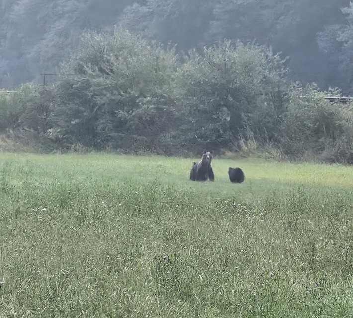 Domačin posnel redko srečanje z medvedko in mladičema