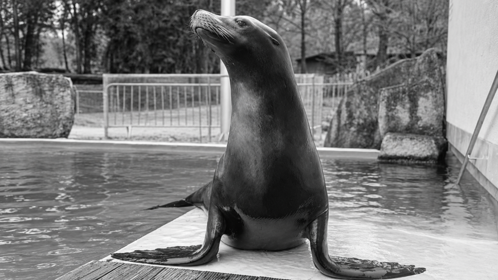 Slovo, ki je ganilo obiskovalce ZOO Ljubljana: »Še v nedeljo smo gledali Jipa, zdaj pa ga ni več …«