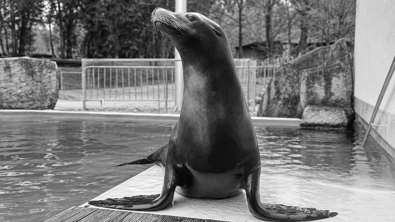 Slovo, ki je ganilo obiskovalce ZOO Ljubljana: »Še v nedeljo smo gledali Jipa, zdaj pa ga ni več …«