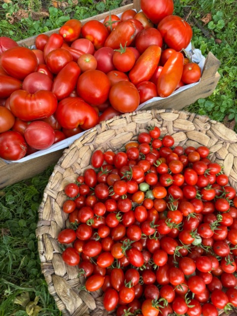 Ne veste, kam z vsem paradižnikom? Poskusite ta preprost recept