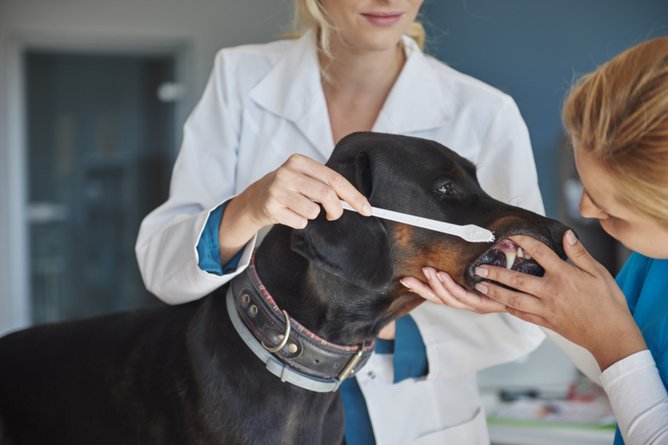 Pes bruha, za to je bil odpeljan k veterinarju