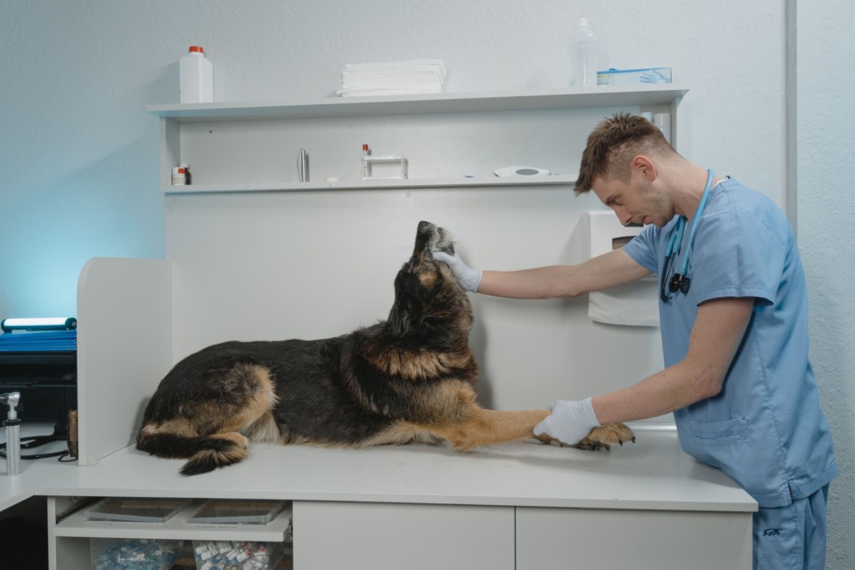 Obisk veterinarja, ker pes bruha