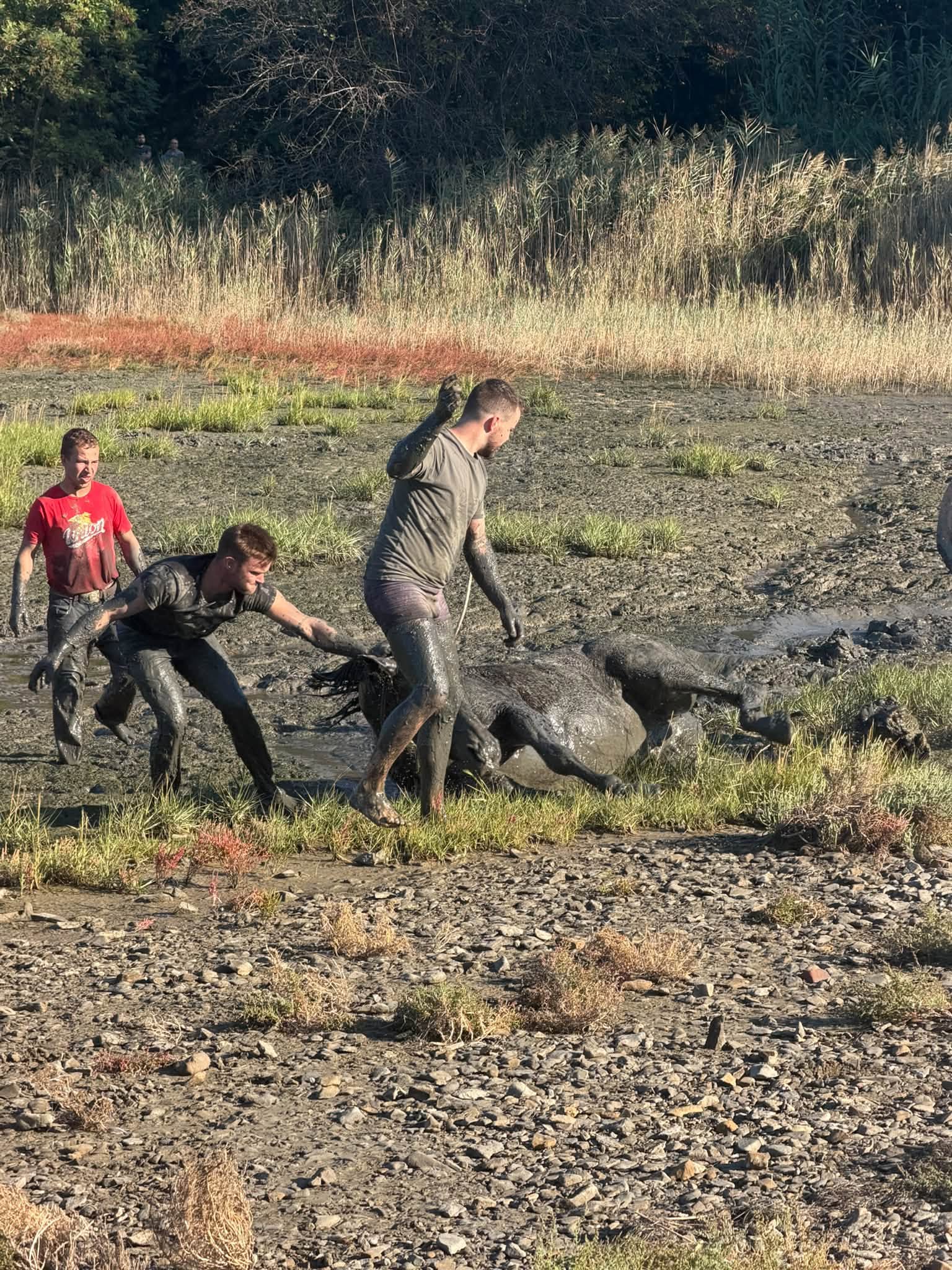 Uboga kobila! Pogreznila se je globoko v blato, več kot dve uri so jo reševali (FOTO)