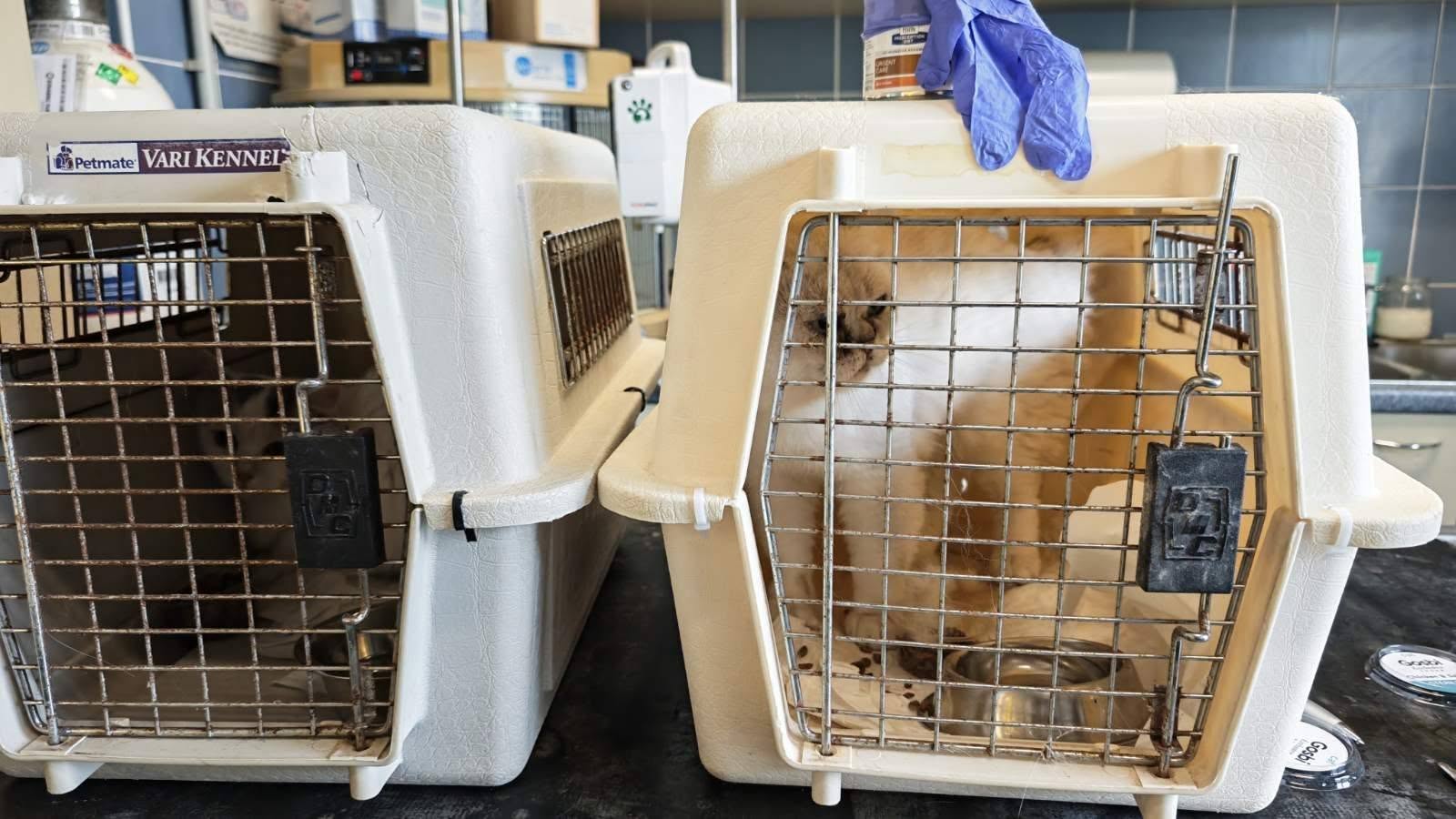 Za veterinarsko ambulanto našli dve zapuščeni mački: »Gre za zelo predrzno zapustitev«