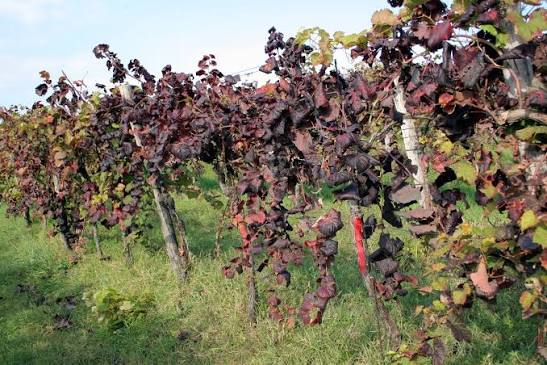 Najhujša bolezen trte udarila Slovenijo: okuženih naj bi bilo najmanj 50 odstotkov vinogradov