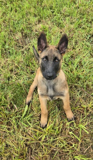 (FOTO) Slovenska policija prodaja pasjega mladiča: takšna je njegova cena