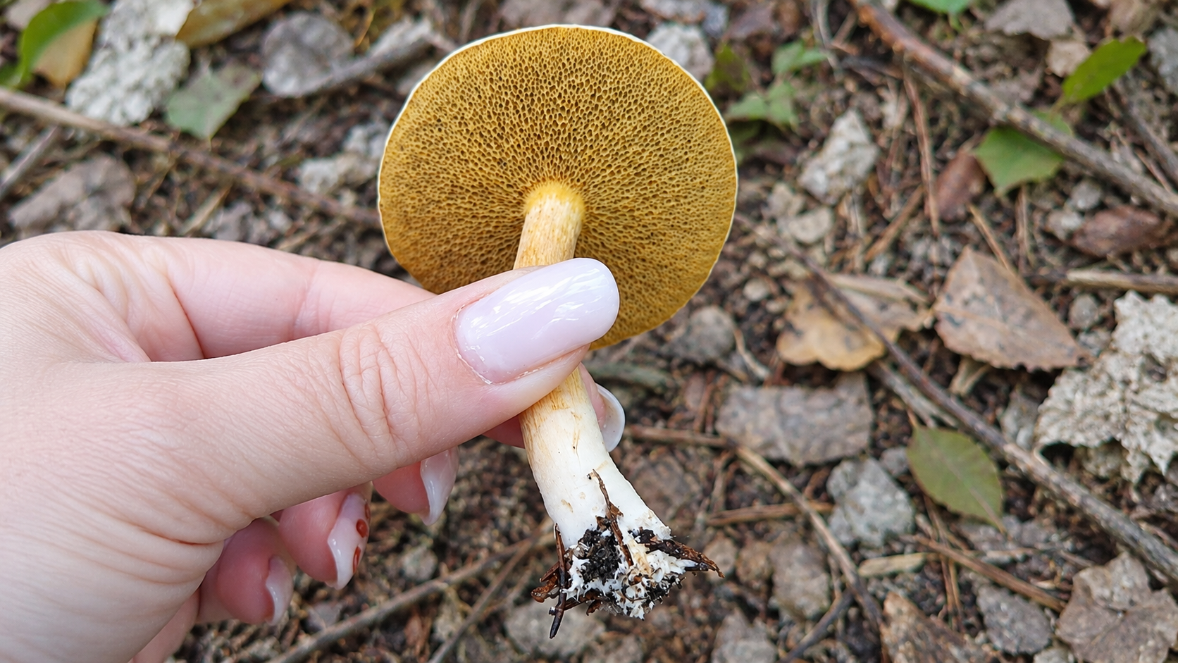 Jurčke poznamo skoraj vsi, kaj pa to užitno gobo? Slovenci jo največkrat spregledamo